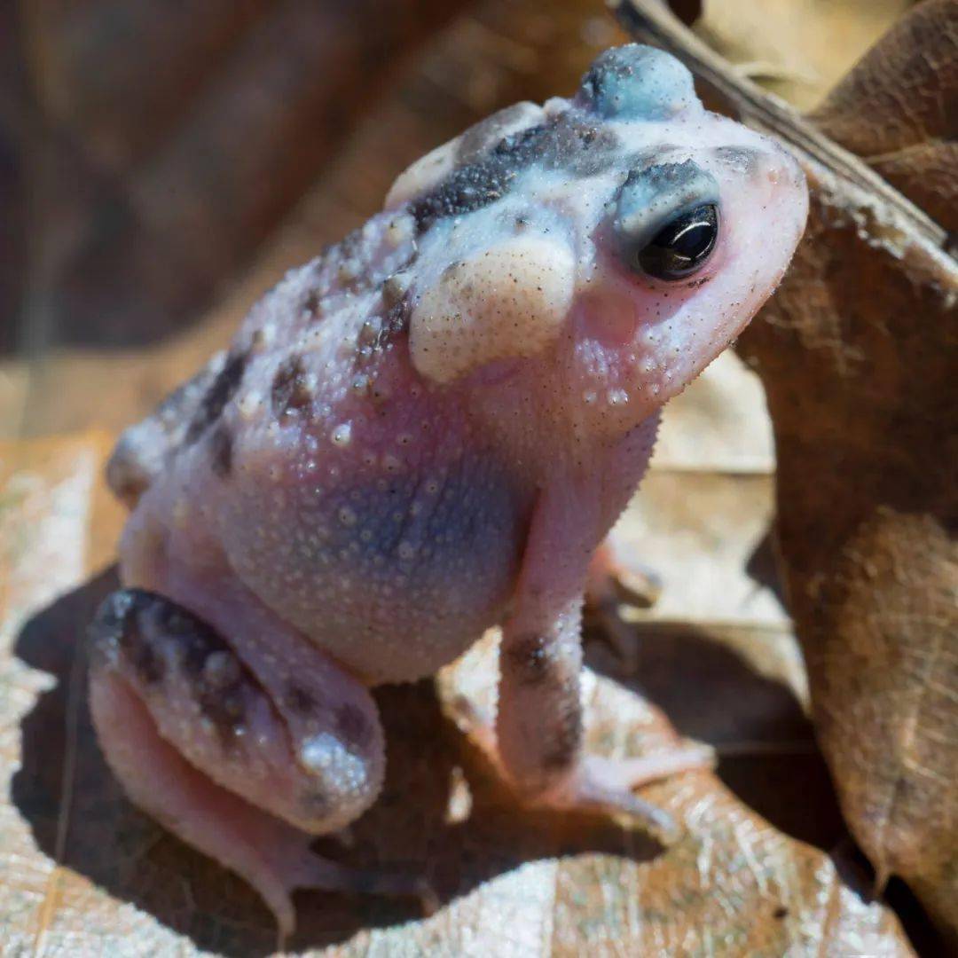 幸运的网友在野外找到露西表型美国蟾蜍想要的童鞋抓紧了