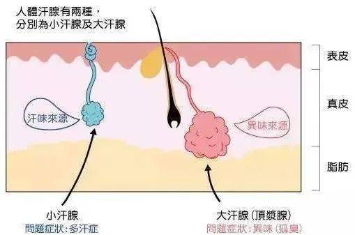 分泌出大量脂肪酸,經