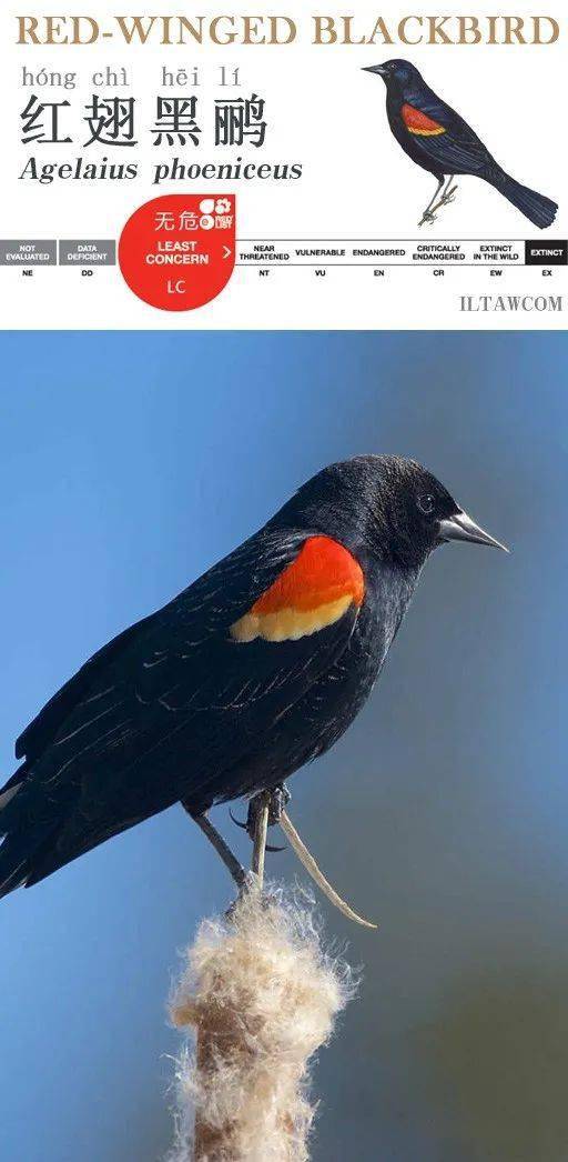 红翅黑鹂亦作红翅乌鸫,美洲红翼鸫,主要分布于北美洲,数量极多,是北
