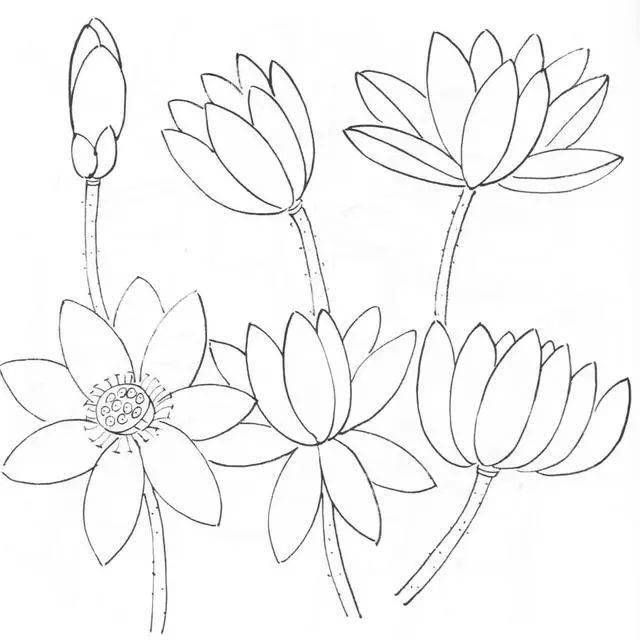 一学就会图文教程画水墨荷花