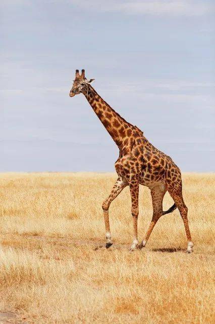 叫声小编经常听到游客问:长颈鹿是不是哑巴哦?