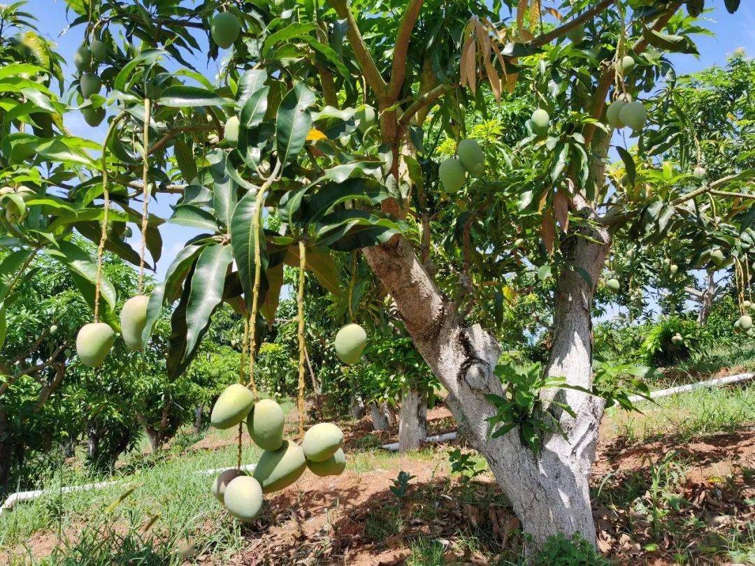 绝了甜比桂七嫩比金煌芒3秒剥皮口口都是肉