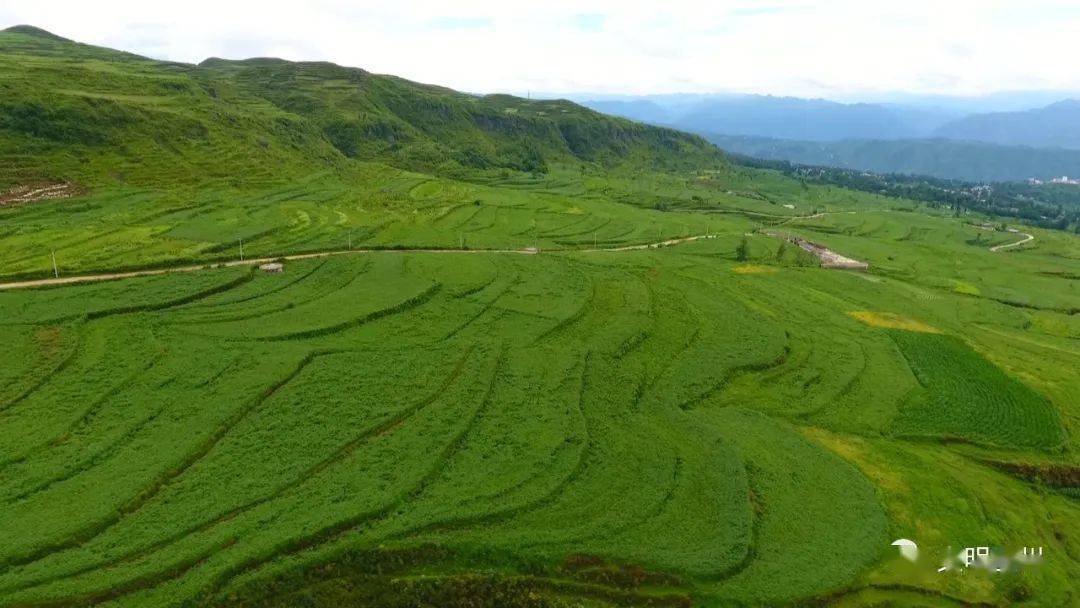 【文明盘州】乌蒙镇又麺又糯乌洋芋来啰._手机搜狐网