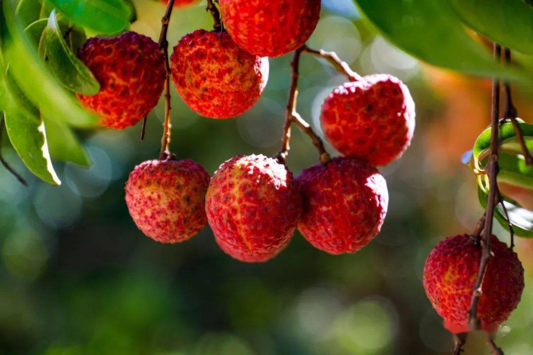 到惠来,赴一场美"荔"的约会._荔枝林