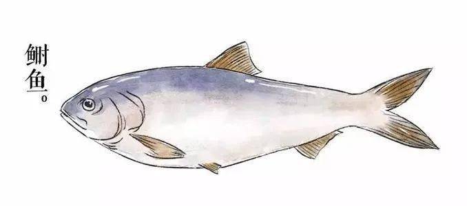食色生香金瓶梅消失在历史中的鱼中之王鲥鱼