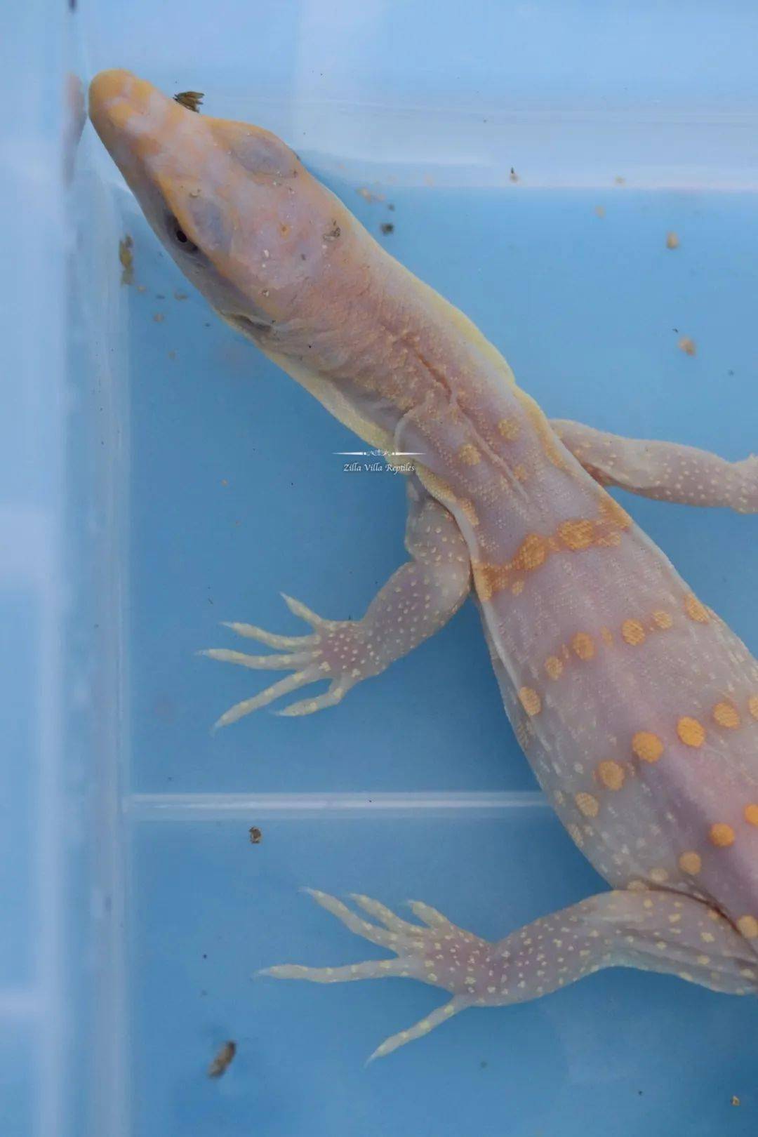 全球首例人工孵化白化泽巨蜥绝对是你难以抗拒的网红美味