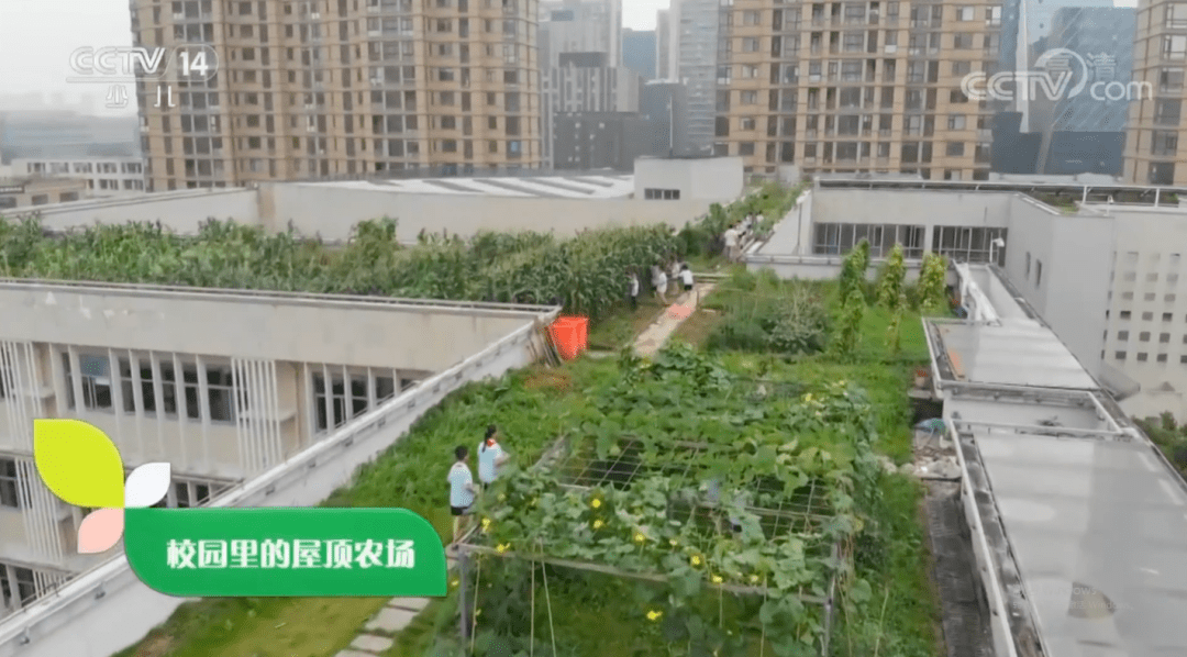 宁波这个学校上央视啦!快来看校园里的屋顶农场