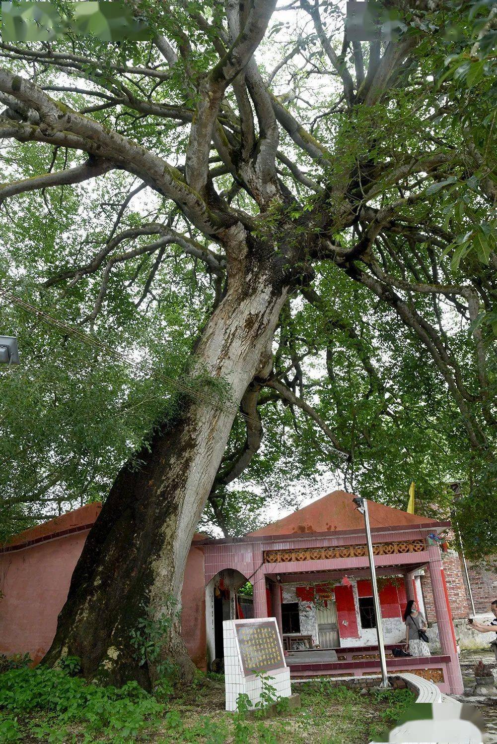 见血封喉!信宜有着一棵350年以上的百年大树