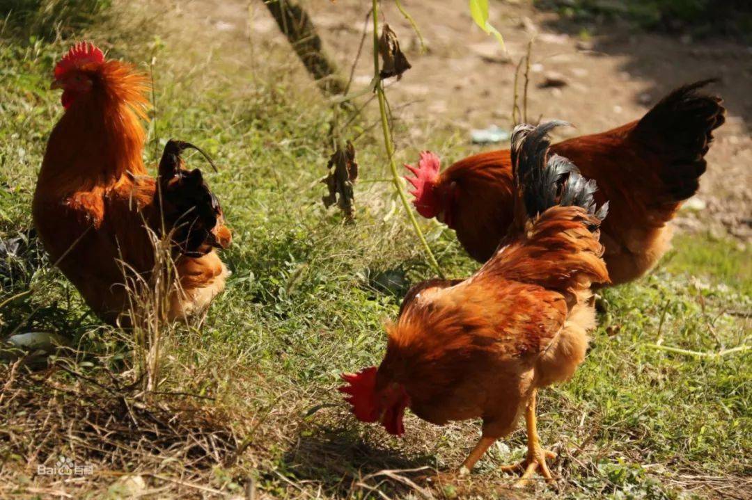 邻居购物仙居果园散养童子鸡团购开启新鲜直送周浦