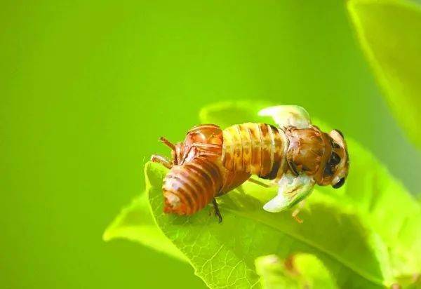 又到儿时捕蝉季