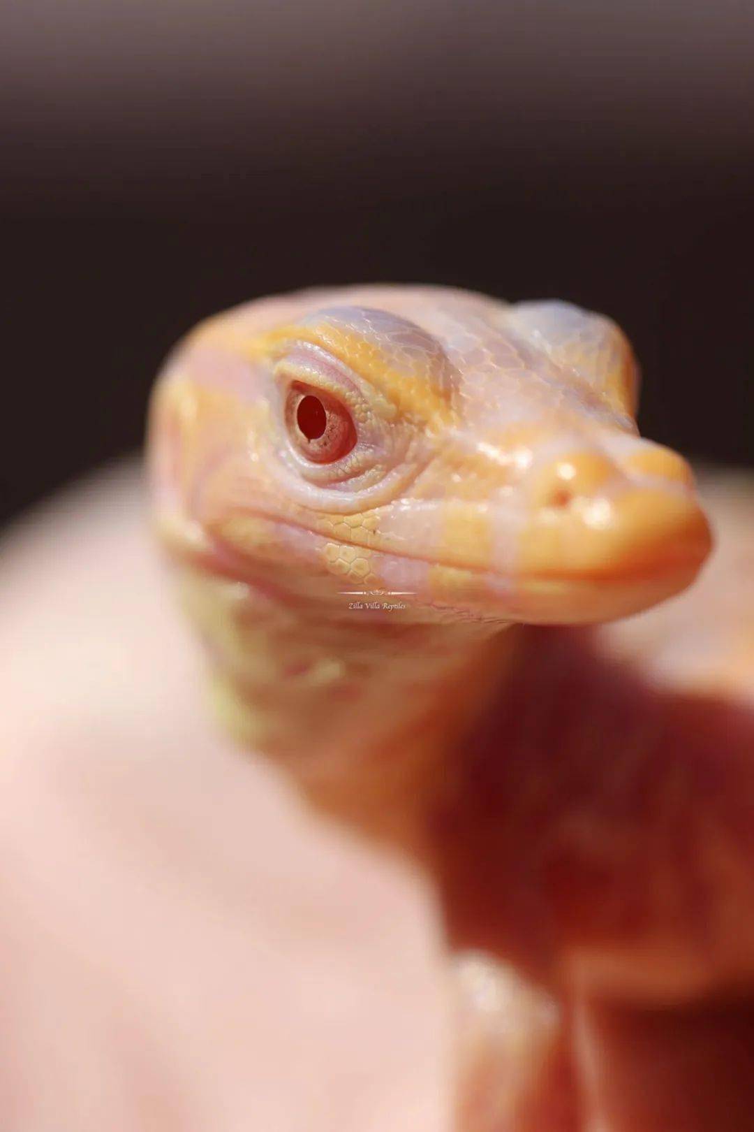 全球首例人工孵化白化泽巨蜥绝对是你难以抗拒的网红美味