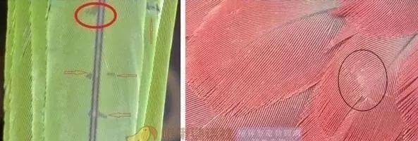 【鸟友汇】鹦鹉出现这种压力纹很危险