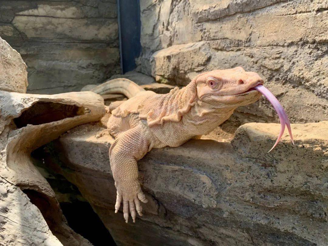 全球首例人工孵化白化泽巨蜥绝对是你难以抗拒的网红美味