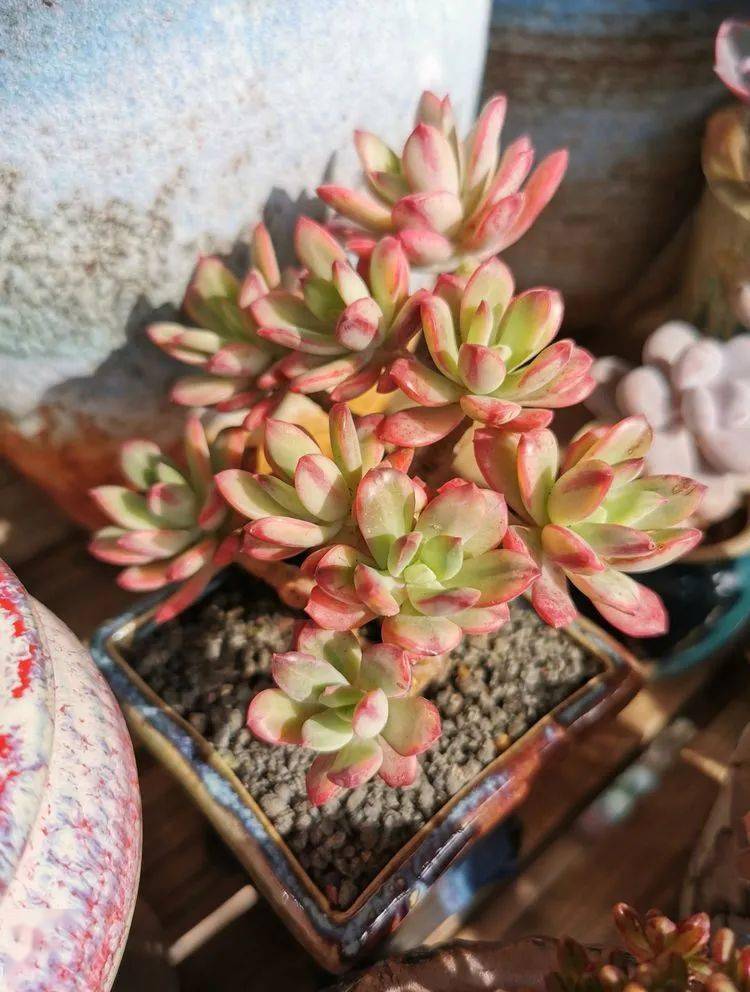 人生如养多肉时光不会怠慢每一个执着而勇敢的人