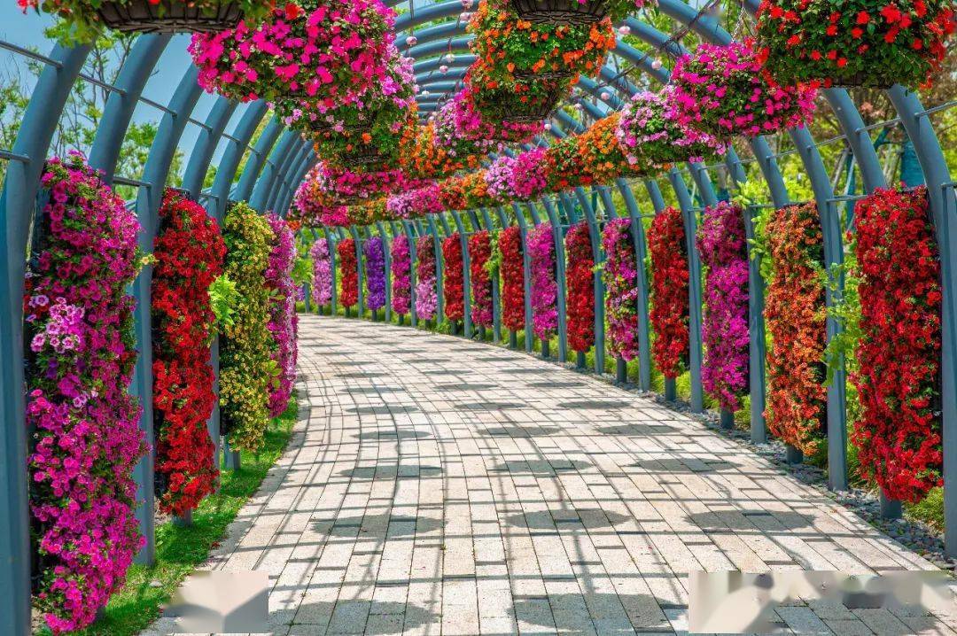 《上海国际花展夜景》-董勤华