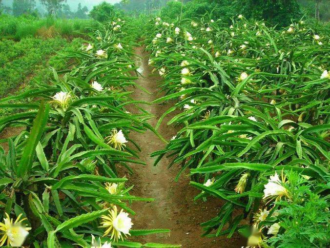 陽朔7月78日葡萄山網紅打卡地火龍果種植基地一日遊特惠19元