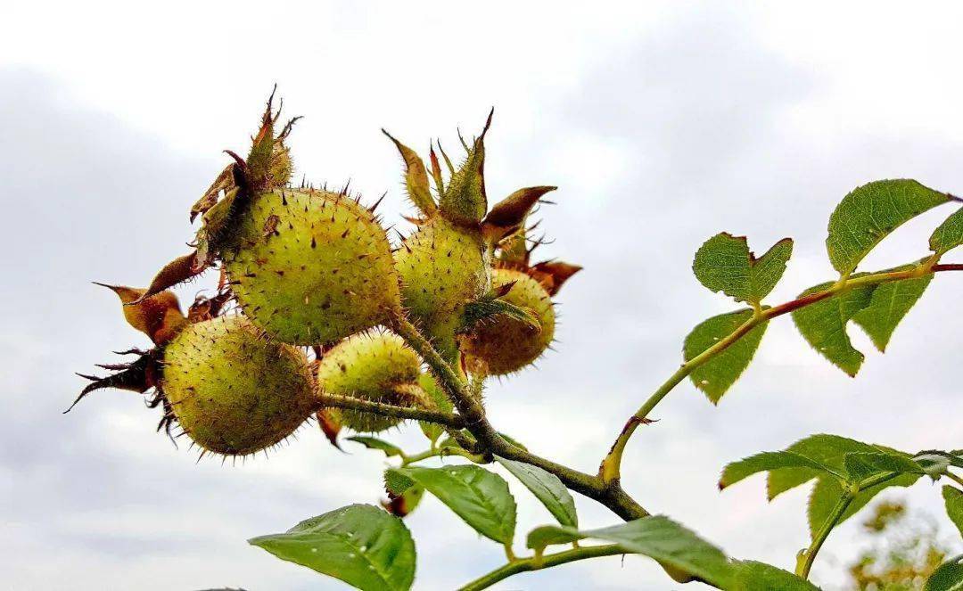 东西协作 | 金刺梨:开美丽的花,结甘甜的果