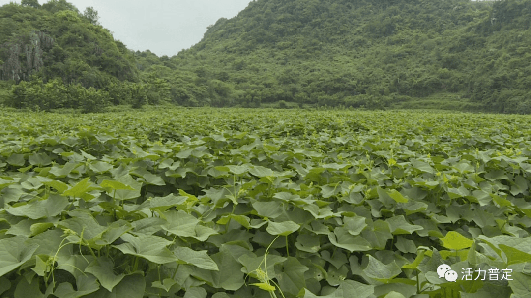 走进化处镇戛卧村的龙须菜种植基地,一片绿油油的龙须菜在田间冒出了