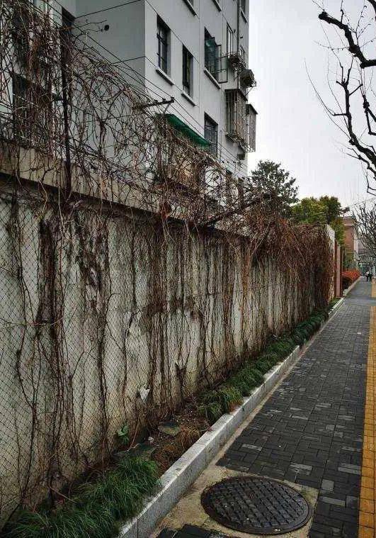 老旧围墙"变身"了!背后的美容师是他