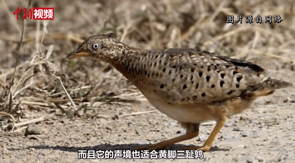 拍案|"水鹌鹑"叫出"龙吟声"?_博物