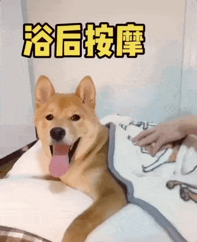 男人洗狗和女人洗狗,隔了一个"疗养院"的距离……_按摩