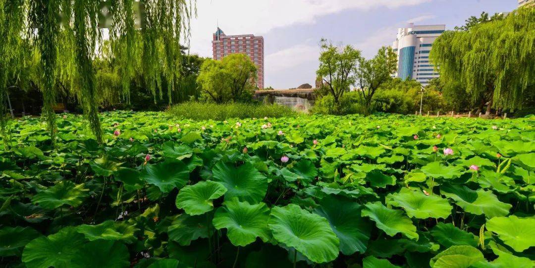 红叶碧桃小苗的价格和图片
