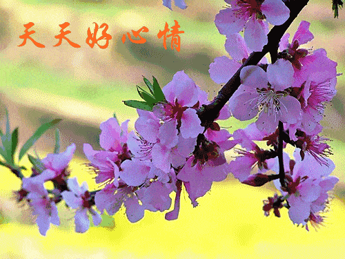 7月最新漂亮清晨早上好动态鲜花图片表情大全 早上好祝福语图片带字