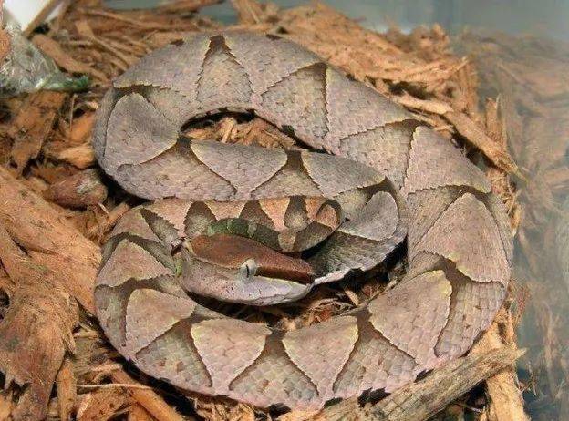 安徽常见的蛇图片图片