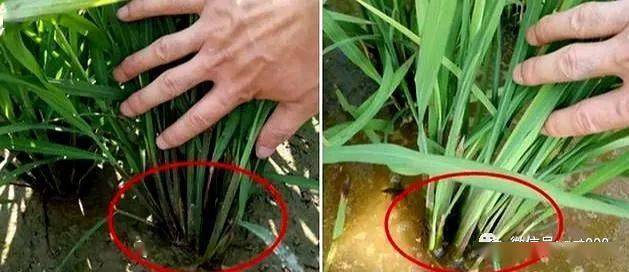 水稻分蘖太少怎么办如何提高水稻有效分蘖看完这篇你就知道了