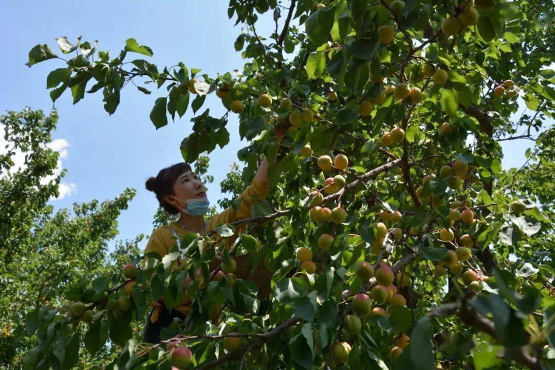 土右旗第十二届中国金杏节暨三娘子旅游文化节开幕 | 时光穿越四百年