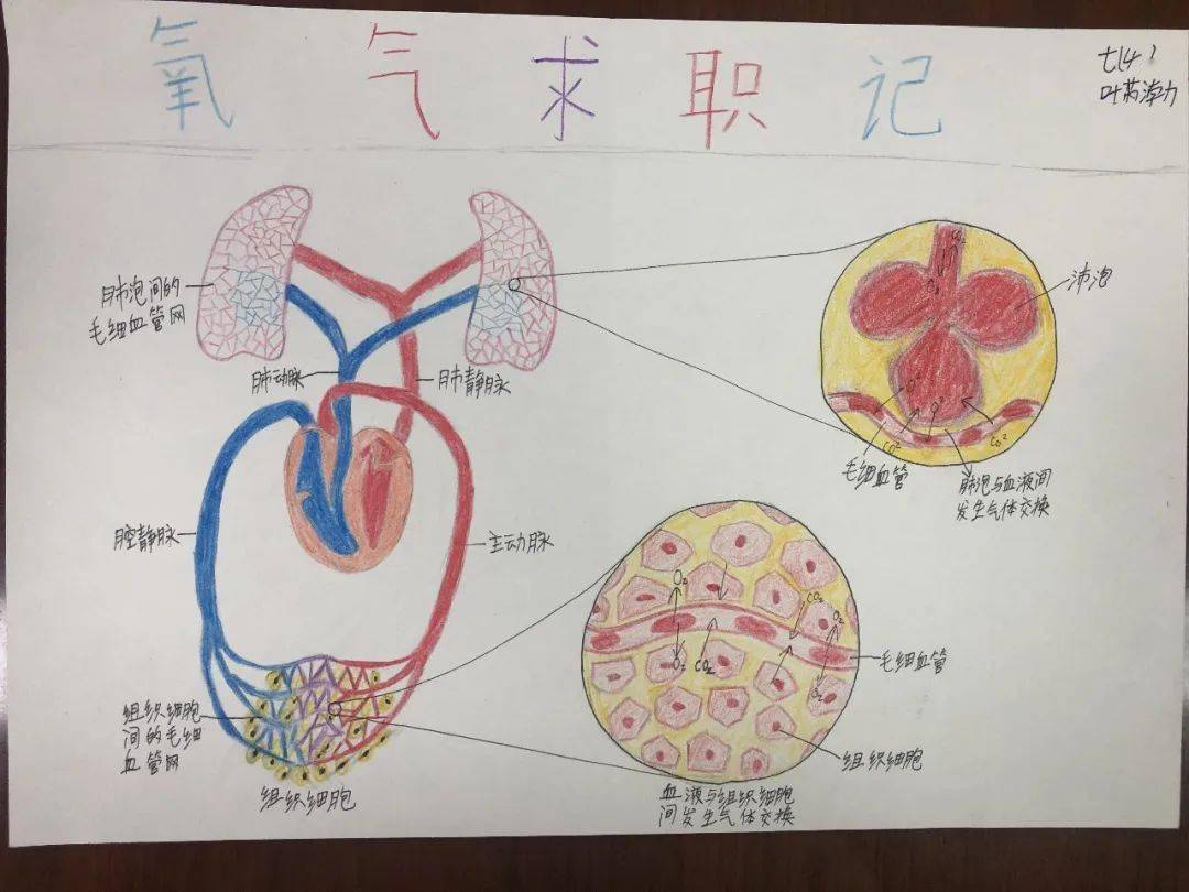 氧气化学手抄报图片