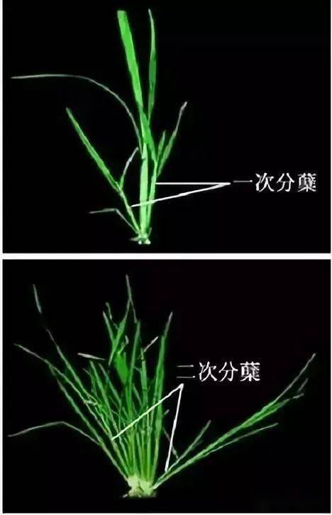 亲耕田—水稻分蘖期的生长发育和田间管理!