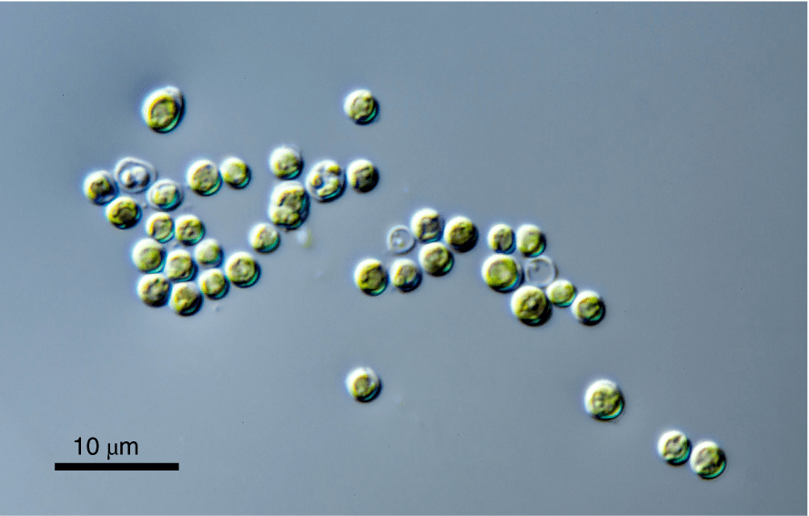 单细胞浮游藻 prasinoderma coloniale (ccmp 1413)