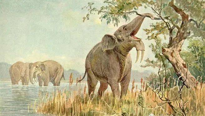 巨犀vs恐象 雷兽图片