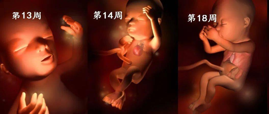 胎儿成长全过程图图片