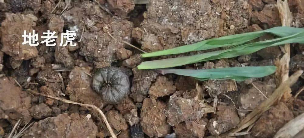 地老虎:害虫取食植物近土面的嫩茎,使植株枯死,造成缺苗断垄,甚至毁苗