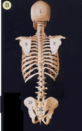 松尾闾四步功诀