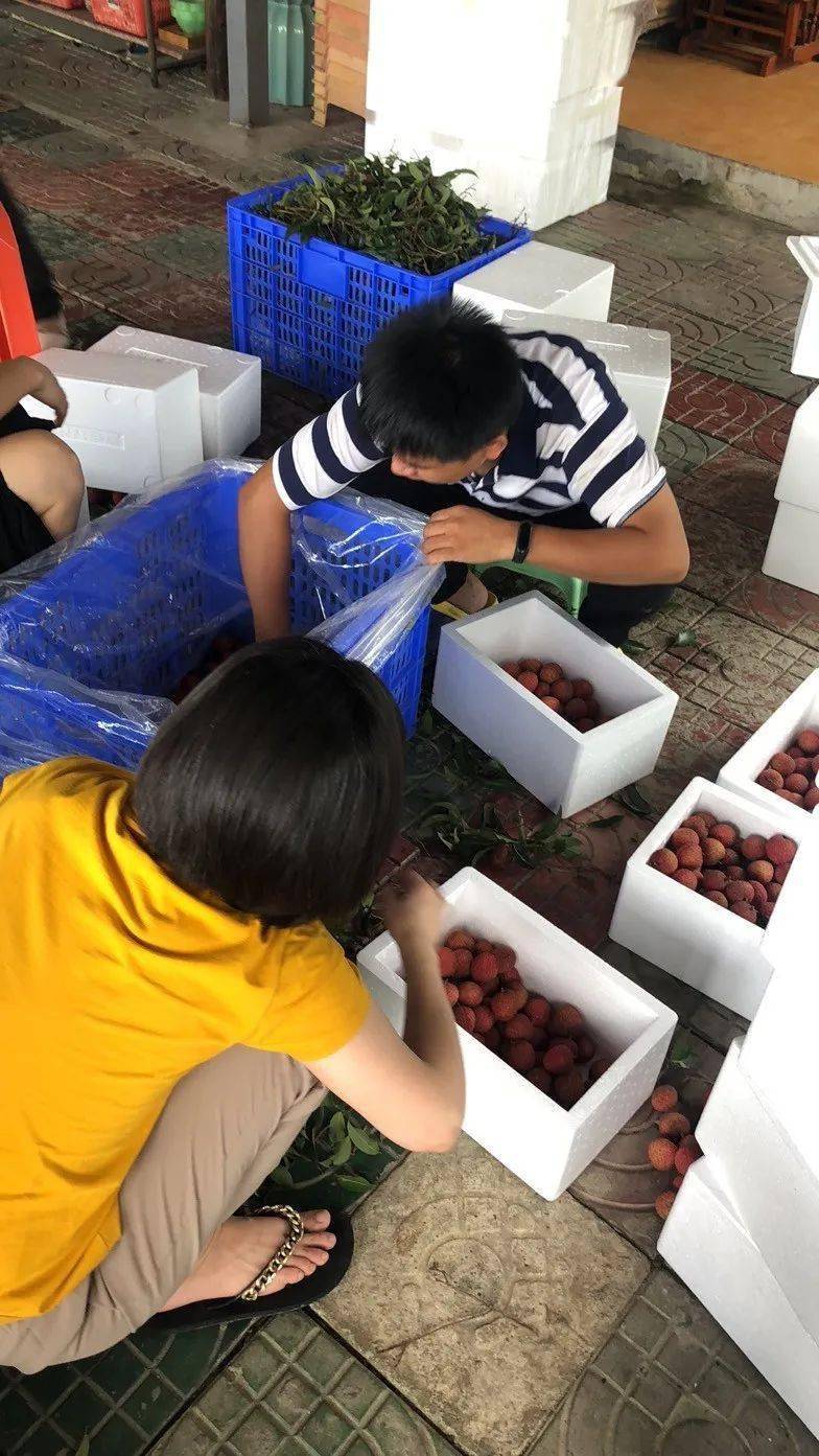 厚街打包上万斤荔枝赠香港旅港乡亲连赞很感动