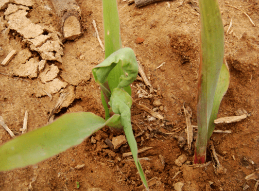 月31日起禁售)都会对下茬玉米产生药害,症状与在玉米上错施苯磺隆相近