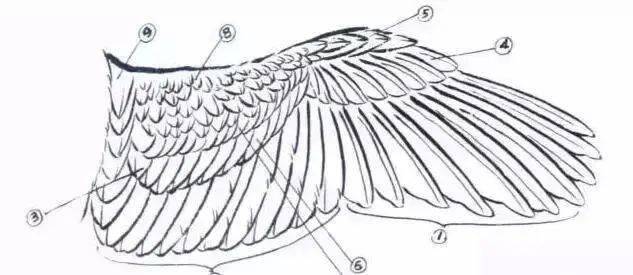 结构与运动(1)头顶(2)额(3)眉线(4)眼眶(5)嘴腭(6)喉(7)胸(8)腹(9)肋