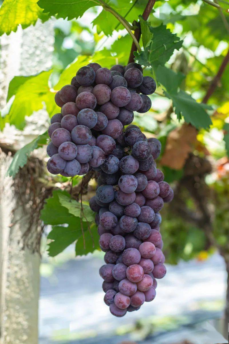 帽峰山【超大葡萄园】开啦!