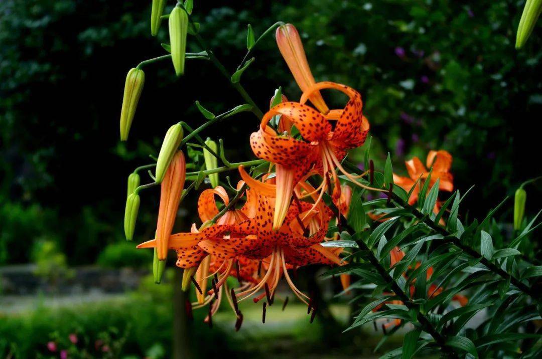 卷丹百合花图片(卷丹百合种植技术与管理)