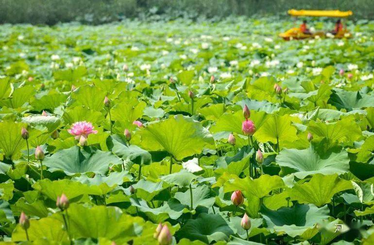 會盟銀灘萬畝荷花盛開本週末非遺繼續上演