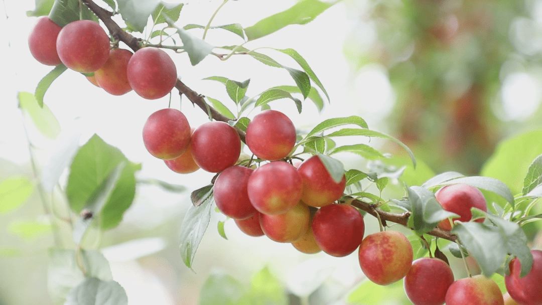 夏邑这里的樱桃李进入收获季节啦