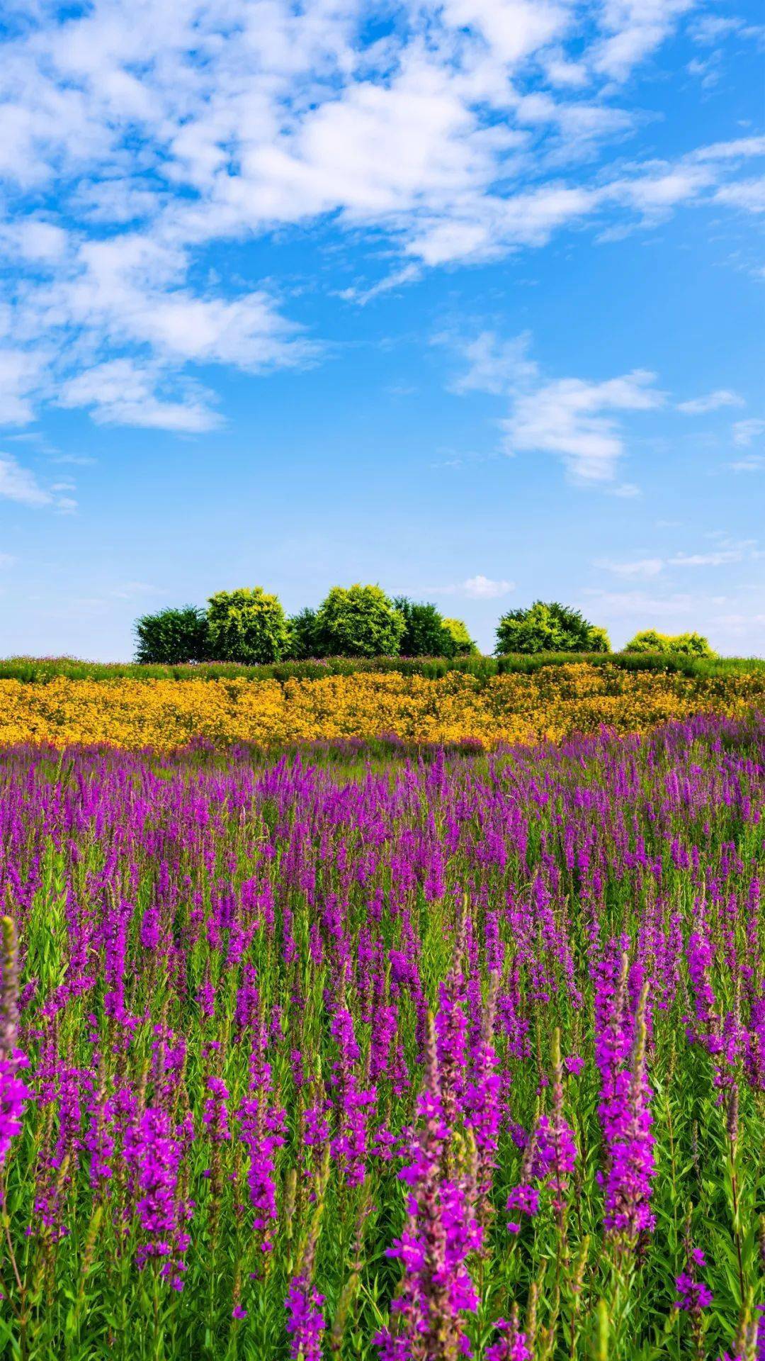缤纷绚烂的夏花 七孔桥花海  又到了一年中美的时节~ 欣赏多样风景