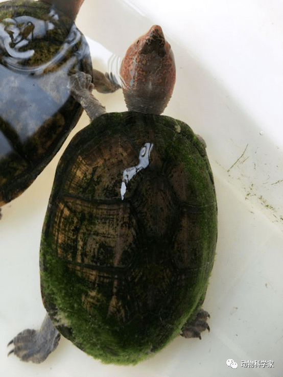 一分钟学会饲养红面蛋龟