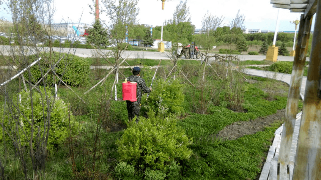 林业部门对场区绿化树木喷药防虫害