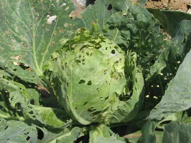 比如黄曲条跳甲,菜青虫,甘蓝夜蛾,小菜蛾等害虫咬食了大白菜,大白菜