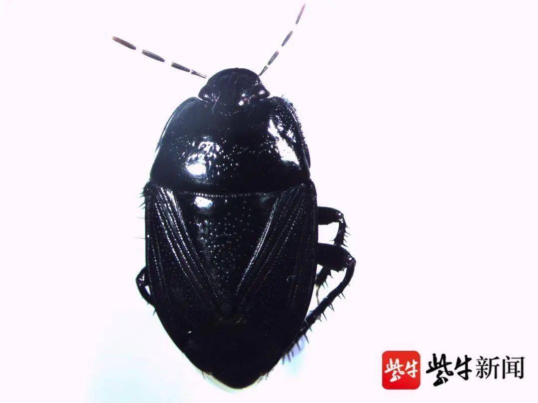 常州市民,土蝽大爆发请注意关闭门窗!