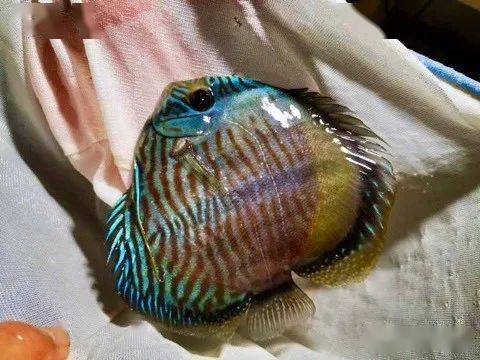 每天认识一种南美鱼81黑格尔七彩